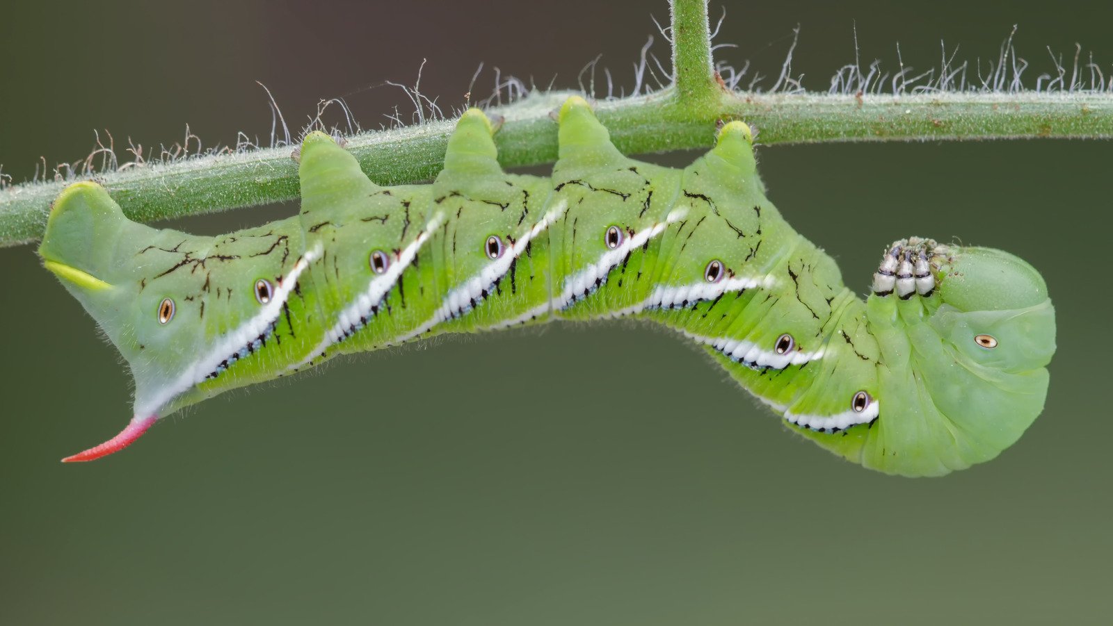 8 Best Ways To Get Rid Of Tomato Worms - House Digest