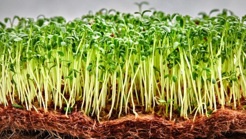 How To Grow And Care For Microgreens