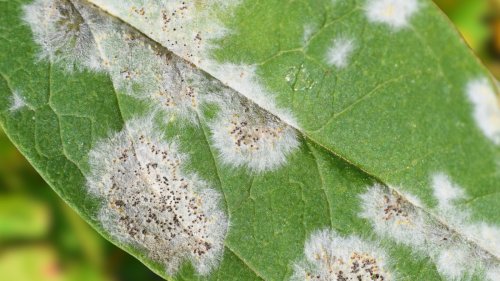 The Best Way To Treat Those Powdery White Spots On Tree Leaves