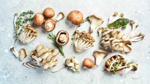 15 Mushroom Varieties You Can Grow At Home