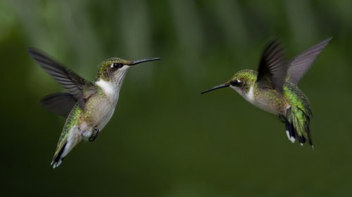 An Overripe Banana Is The Secret To Attracting More Hummingbirds To Your Yard