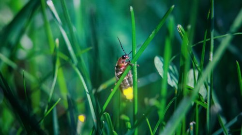 Turn Your Backyard Into A Certified Firefly Habitat