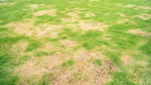 How To Loosen Dry Lawn Patches With Just Soap And A Sprinkler