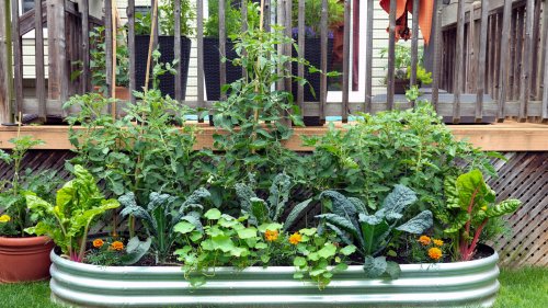 The Easy And Affordable Way To Give Your Container Garden A Designer Look