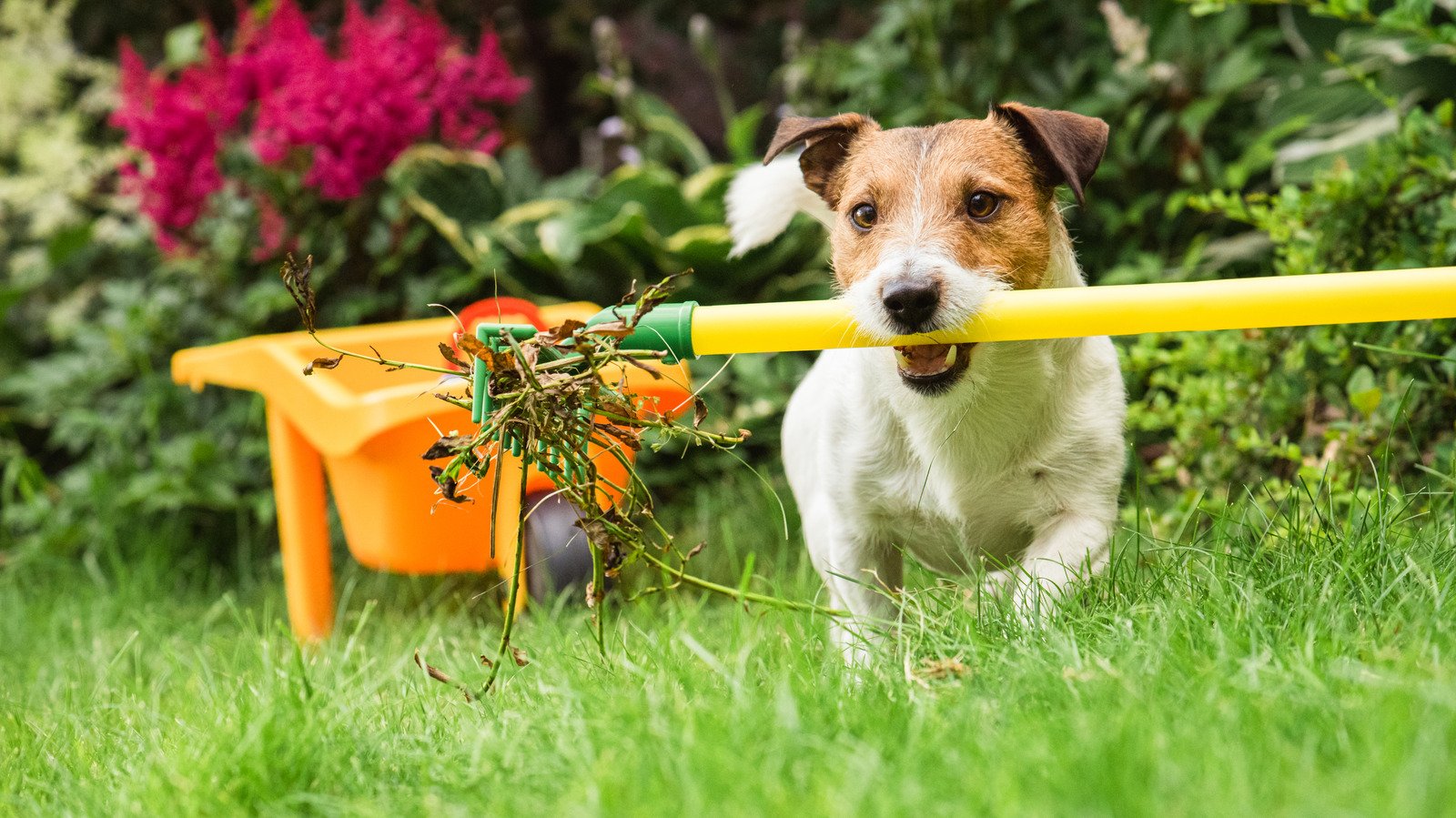 How To Get Rid Of Weeds In Your Garden