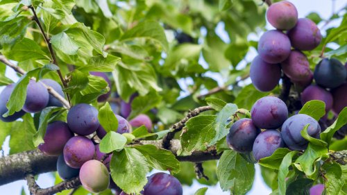 The Surefire Way To Make Sure Your Plum Tree Produces Fruit