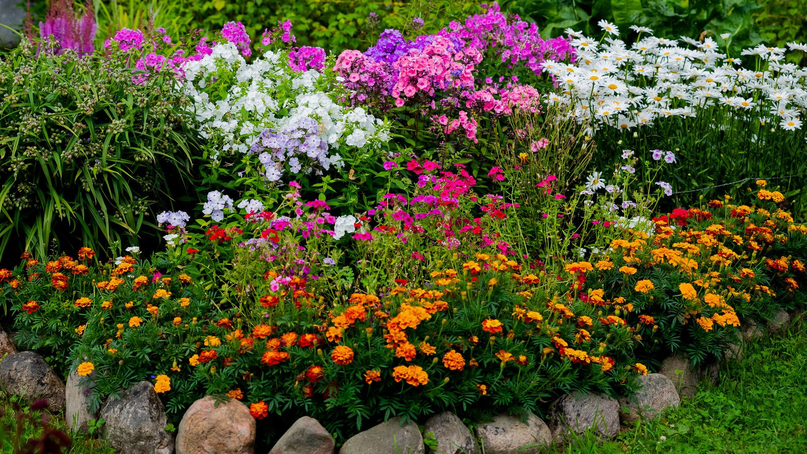 15 Perennial Flowers That Will Grow Tall In Your Garden