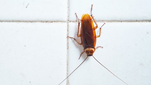 Send Roaches Packing With This Popular Cleaning Product