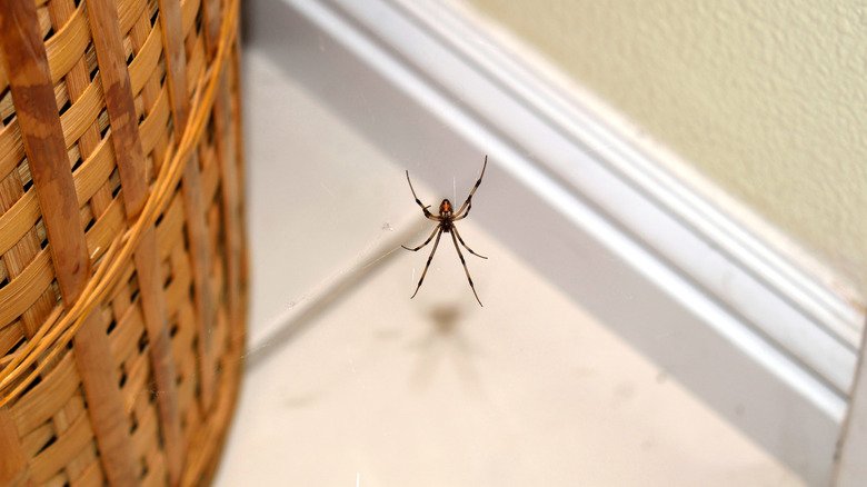 Think Twice Before Using Rubbing Alcohol To Get Rid Of House Spiders