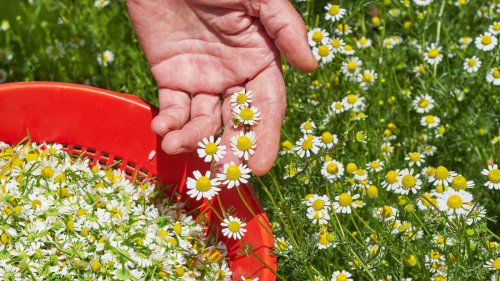 The Difference Between Roman & German Chamomile (& Which Is Best For Your Garden)