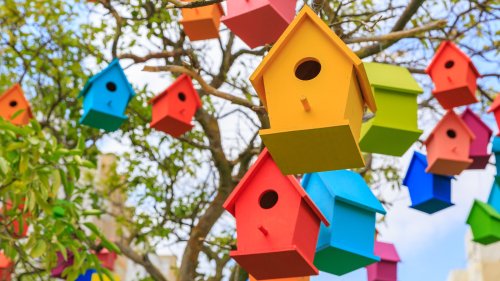 Why The Size Of The Hole In Your Birdhouse Matters