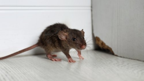Get Rid Of Mice And Rats With A Few Popular Items From Your Pantry