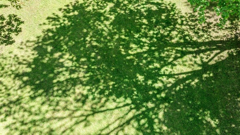 The Fast-Growing Shade Tree You'll Want To Consider Planting In Your Yard