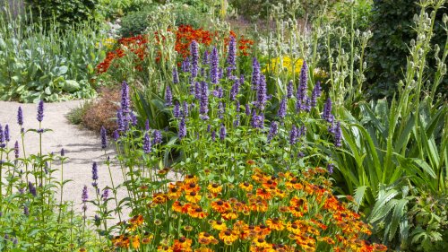 Summer Heat Won't Bother This Hummingbird-Magnet Plant With Long-Lasting Blooms