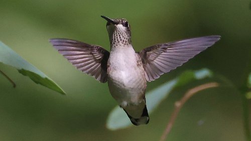 The Trouble-Free Flowering Stunner That'll Attract Hummingbirds To Your Shade Garden