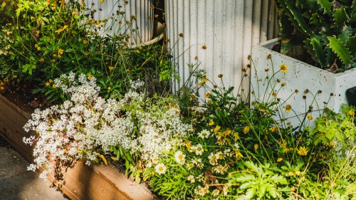 The Nectar-Rich Flower You Should Add To Your Garden To Support Birds & Pollinators