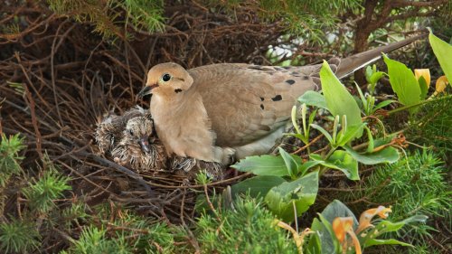 Encourage Mourning Doves To Nest In Your Yard With This Easy DIY