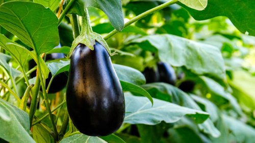 The Best Time Of Year To Grow Eggplant In Your Garden