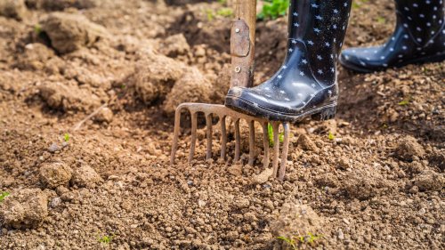 The Herb You Should Consider Growing In Your Garden For Healthy Soil