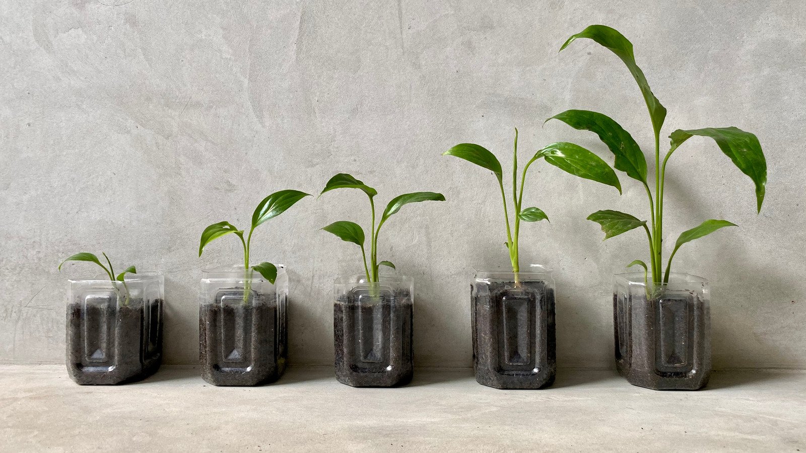 Cheap Garden Containers You Likely Already Have Around The House