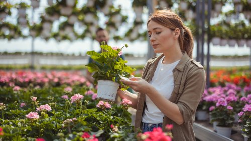 The Sun-Loving Pink Summer Flower That Doesn't Need Much Water To Thrive