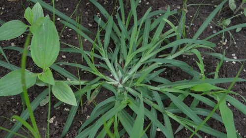 Kill Crabgrass Naturally With A Handy Kitchen Essential