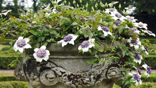 The Best Clematis Varieties For Gorgeous Container Gardens