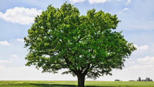 15 Trees With Medicinal Properties You Can Grow In Your Yard