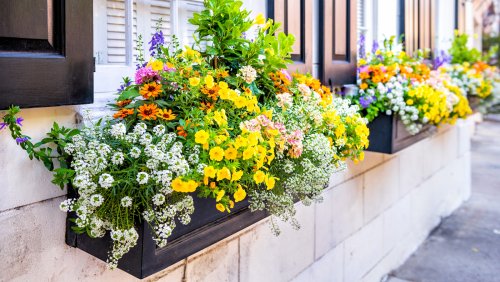 15 Best Flowering Plants For Your Window Boxes