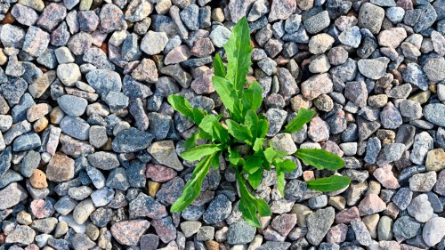 The Overlooked Solution For Preventing Weeds In Gravel Is So Simple