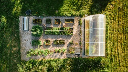 The Best Compact Tomato Varieties To Grow If You're Short On Space In Your Yard