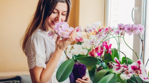 The Best Thing You Can Do For Your Orchid's Long-Term Health