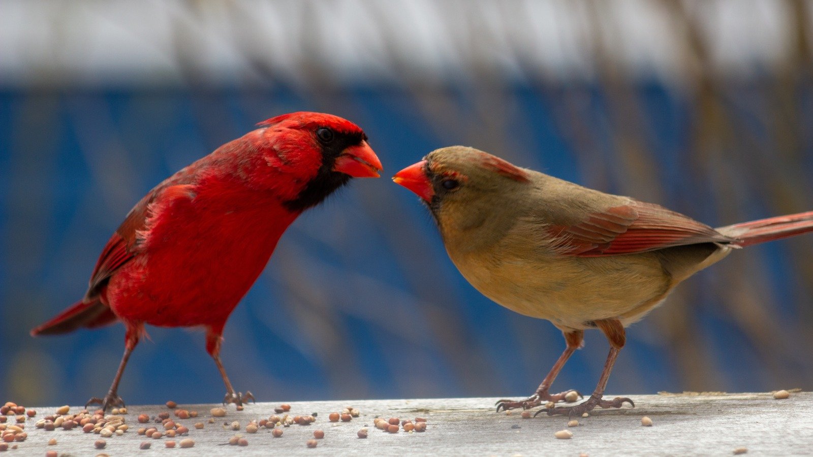 The Best Types Of Bird Feeders For Cardinals