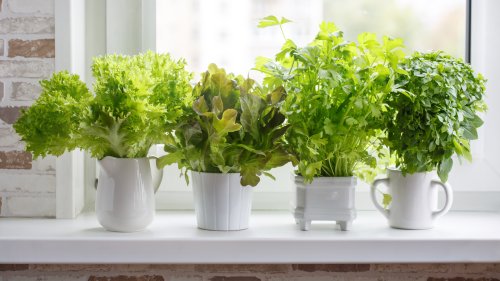 Five Herbs Anyone Can Grow In Their Winter Kitchen Window Garden