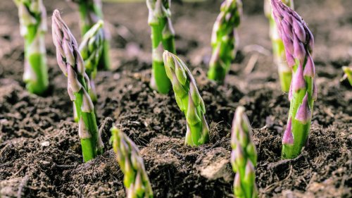 The Best Time To Plant Asparagus For A Delicious Harvest