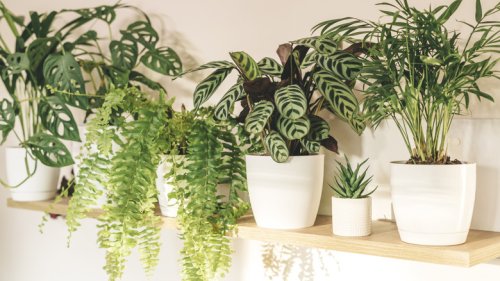 The Air-Purifying Plant You'll Want To Keep In Your Home