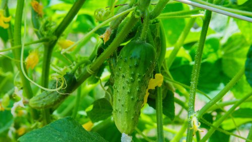 What's The Best Way To Treat Powdery Mildew On Cucumbers?
