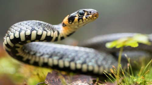 Foolproof Ways To Keep Snakes From Slithering Around In Your Yard