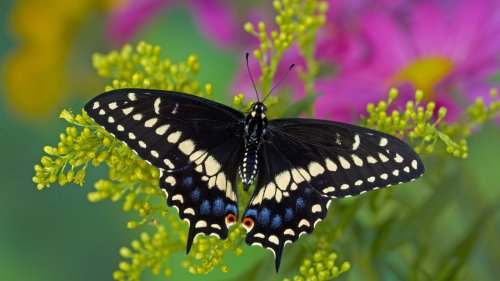 Plant One Popular Herb To Fill Your Garden With Beautiful Butterflies
