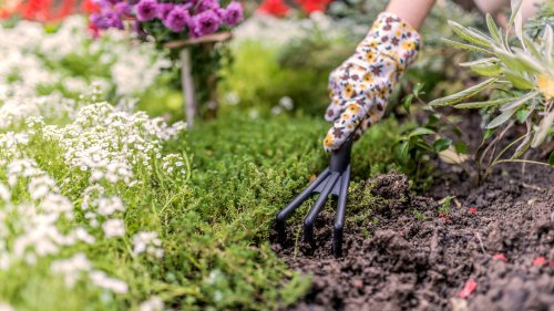 13 Plants You Should Have In Your Garden To Naturally Enrich The Soil