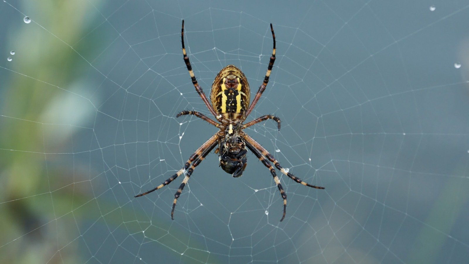 Get Rid Of Spiders With These Common Household Staples