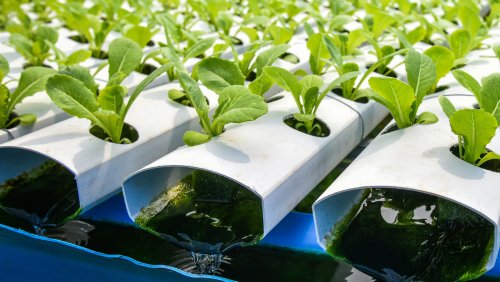 What Is A Hydroponic Garden?