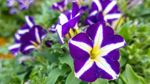 Petunias And This Stunning Plant Are A Dream Combination In The Garden