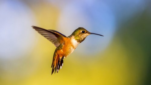 Attract Hummingbirds Without A Feeder By Planting This Nectar-Rich Flowering Shrub