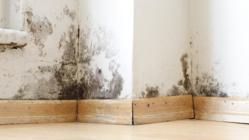 How To Get Rid Of Mold Around The House Naturally With Essential Oils