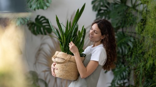 How To Raise The Humidity In Your Home So Your Favorite House Plants Can Thrive