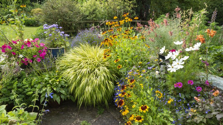 The Purple-Black Groundcover That Is Worth The Slow Grow