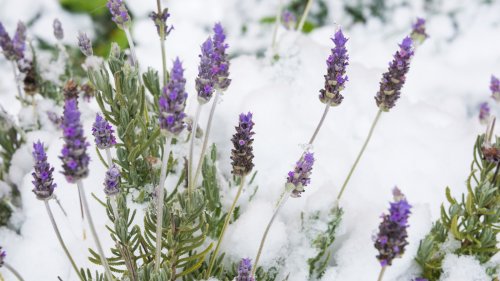 How To Winterize Lavender To Protect Against Harsh Winter Weather