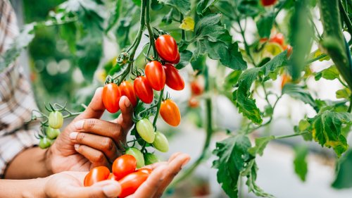 The Companion Herb That'll Keep Your Growing Tomato Plants Happy And Healthy
