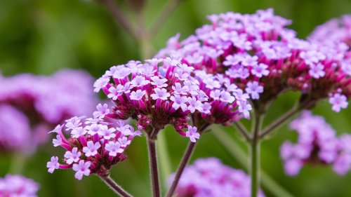 Verbena: Everything You Need To Know Before Planting